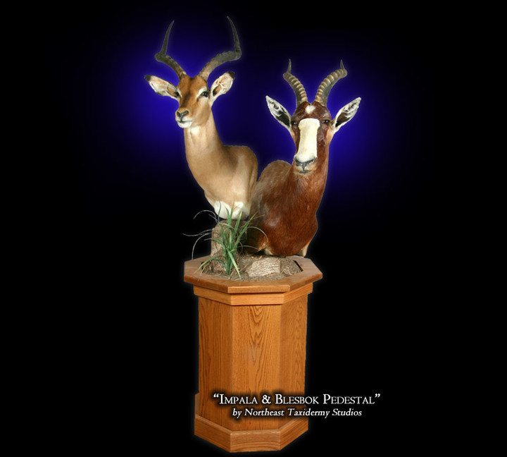 Impala & Blesbok Pedestal