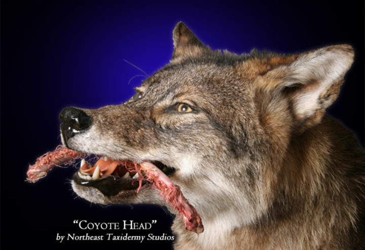Coyote Head