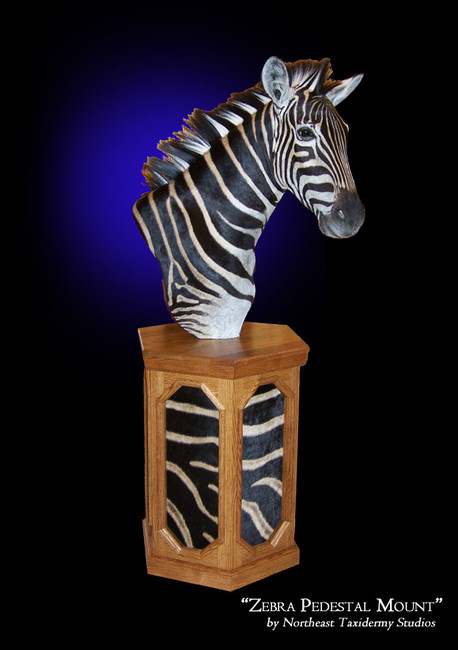 Zebra Pedestal