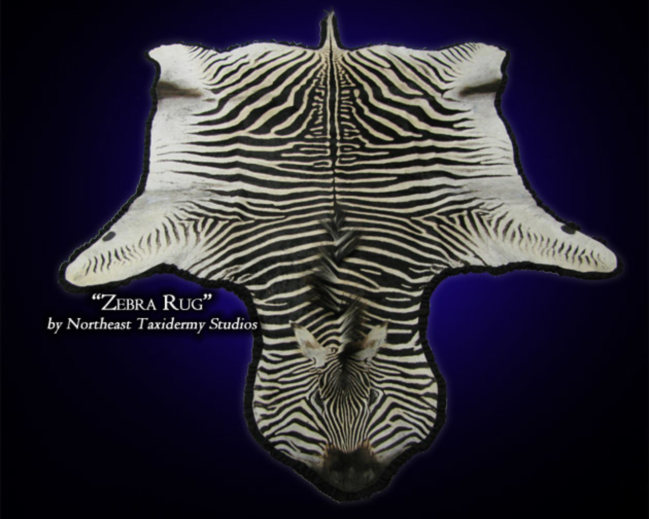 Zebra Mount, Zebra Taxidermy