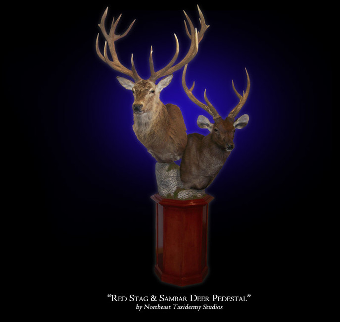 Red Stag & Sambar Deer Pedestal