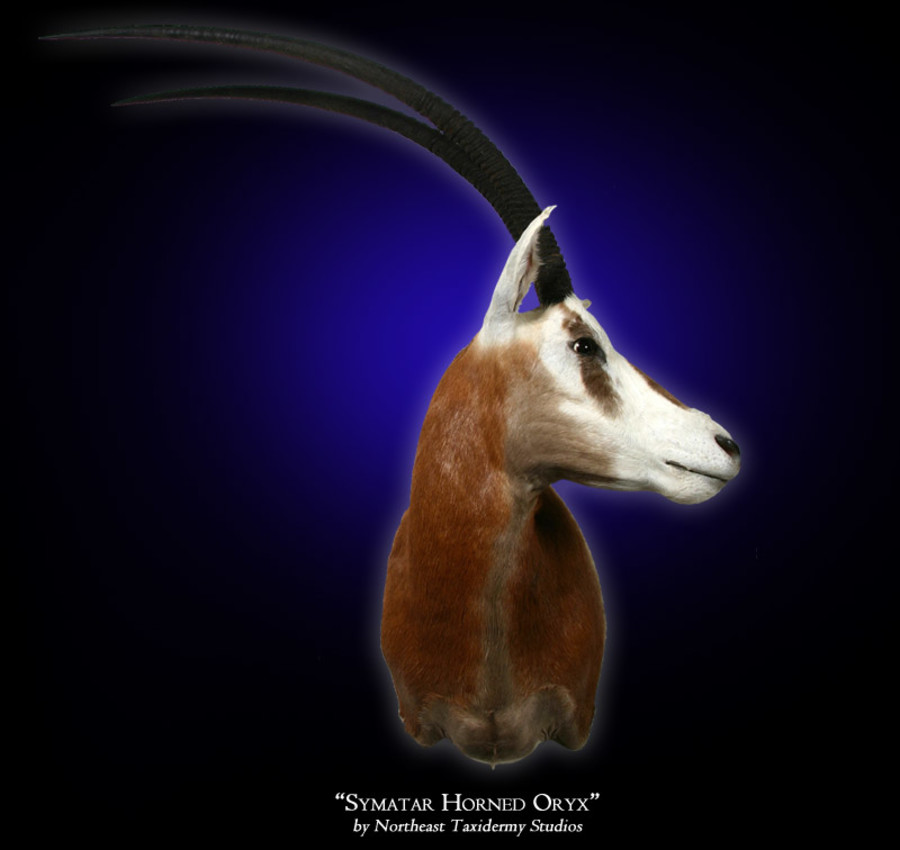 Symatar Horned Oryx Mounts.