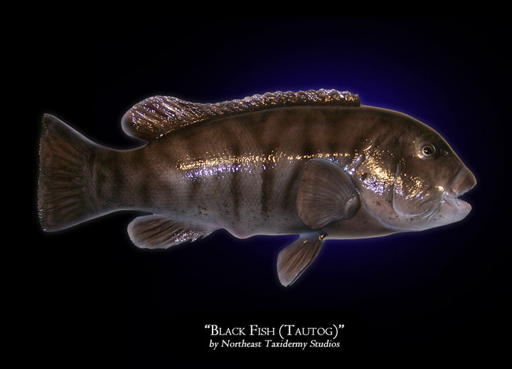 Black Fish (Tautog)
