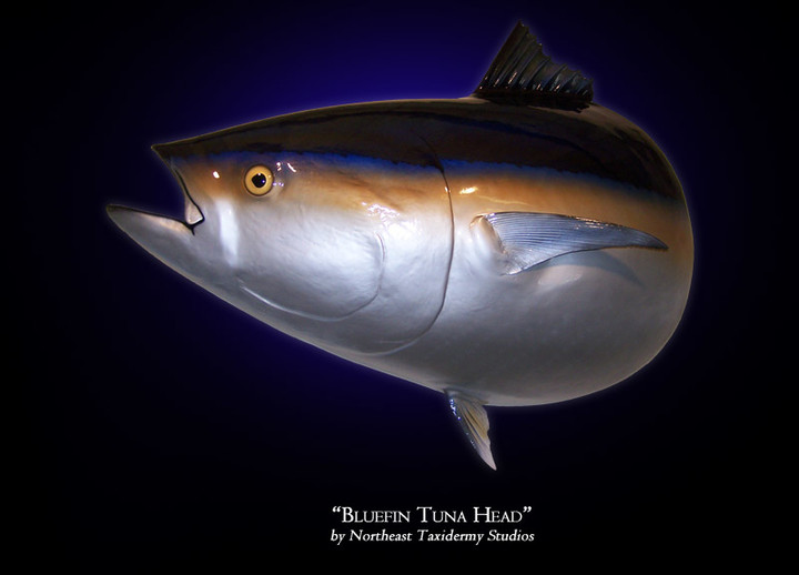 Bluefin Tuna Head