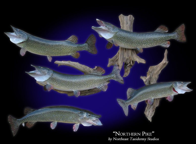 Northern Pike Mounts (Fish Mounts) by Northeast Taxidermy