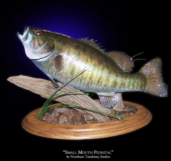 Small Mouth Pedestal Mounts (Fish Mounts) by Northeast Taxidermy
