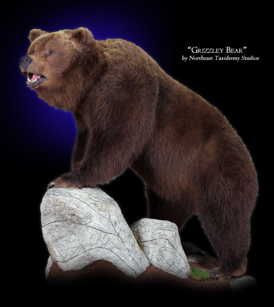 brown bear mounts for sale