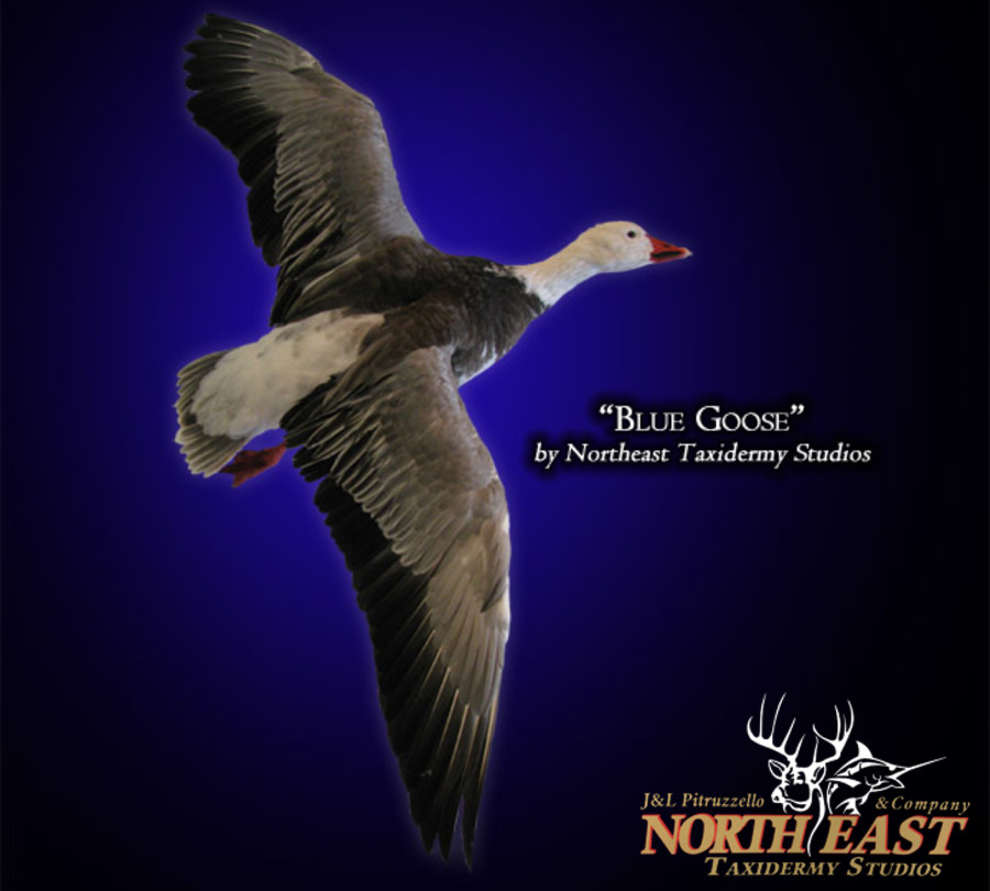 Blue Goose Mounts.
