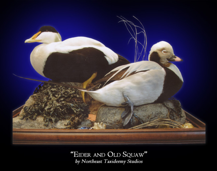 Eider and Old Squaw Mounts.