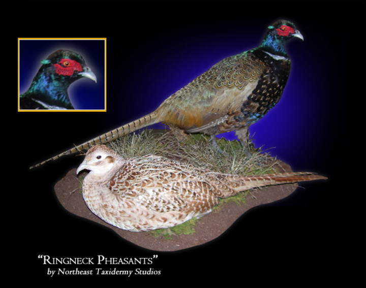 Ringneck Pheasants