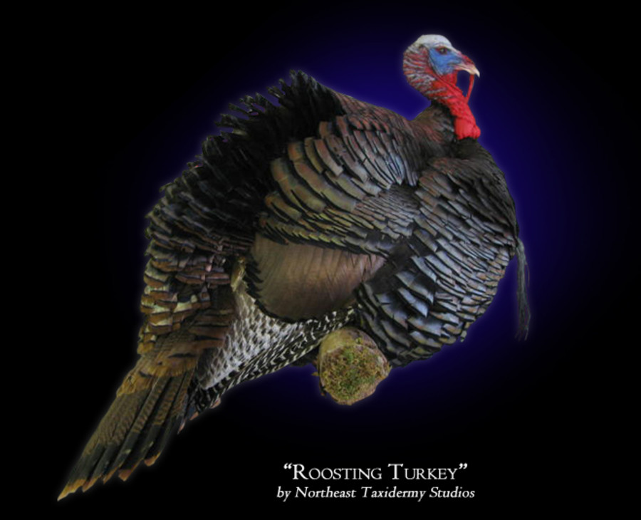 Roosting Turkey Mounts.