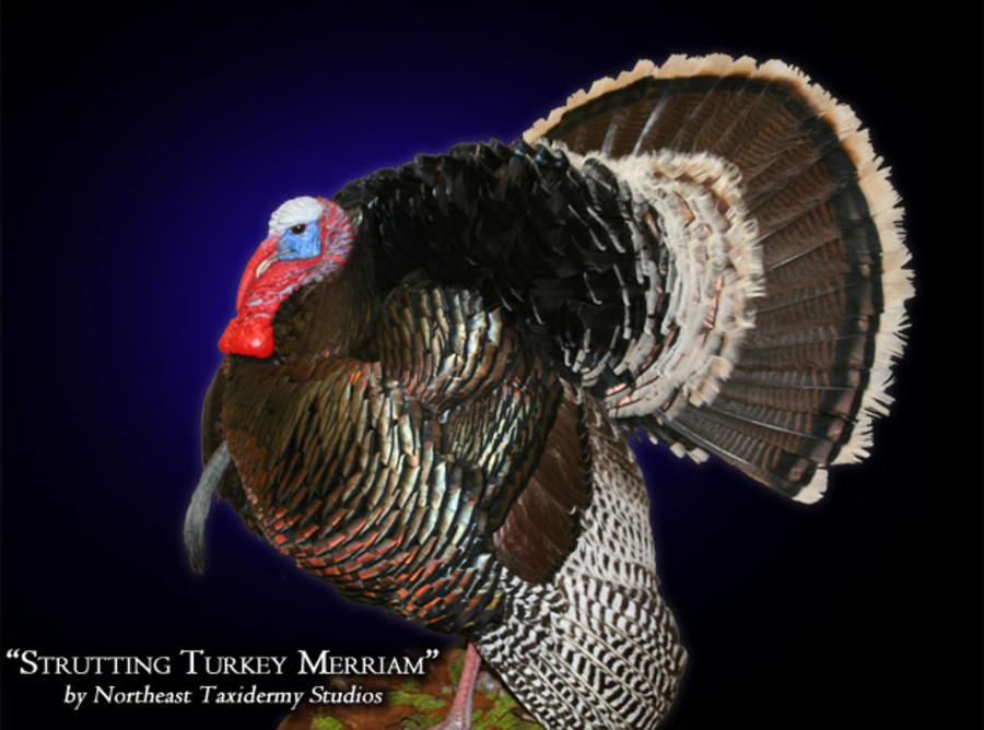 Strutting Turkey Merriam Mounts.
