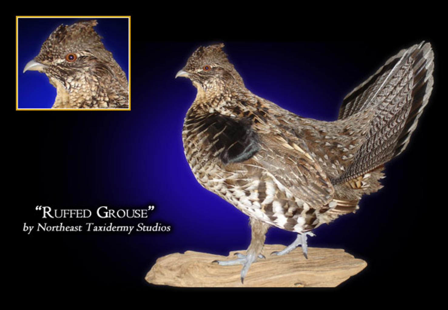 Ruffed Grouse Mount, Mounted Ruffed Grouse Taxidermy