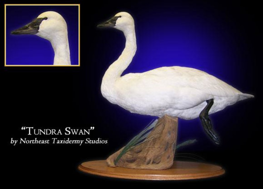 Tundra Swan Mounts.