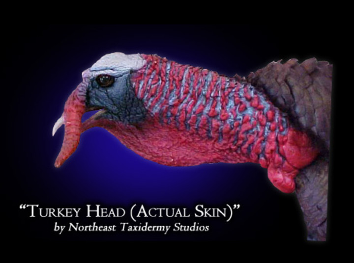 Turkey Head (Actual Skin)