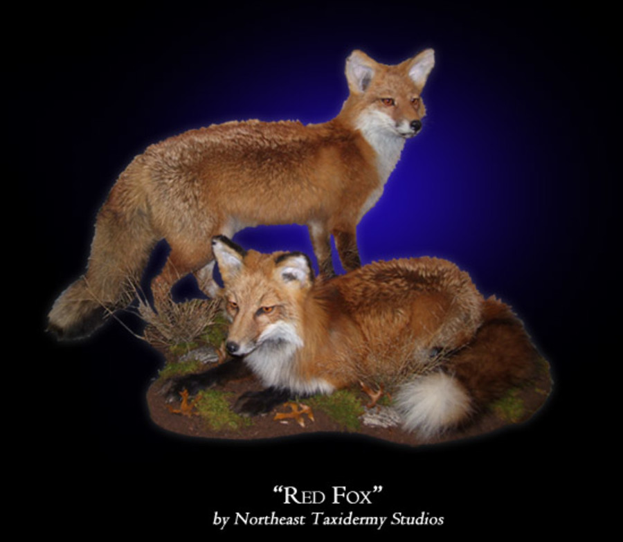Red Fox Mounts.