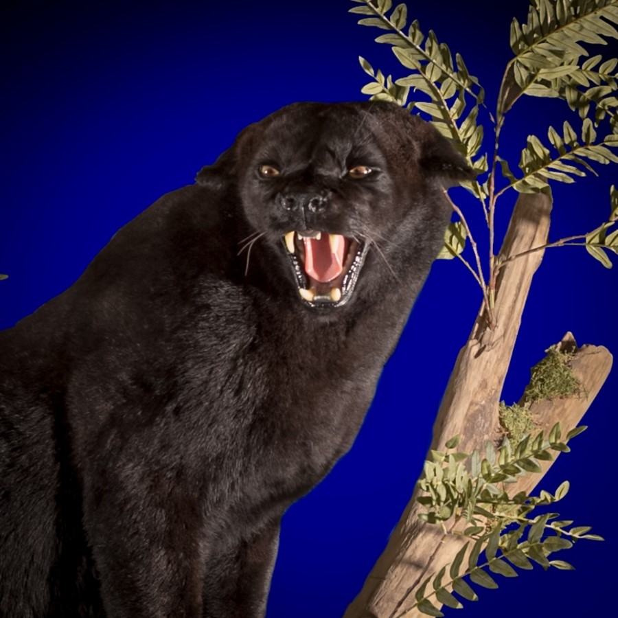 Black Panther Taxidermy Exotic Big Game