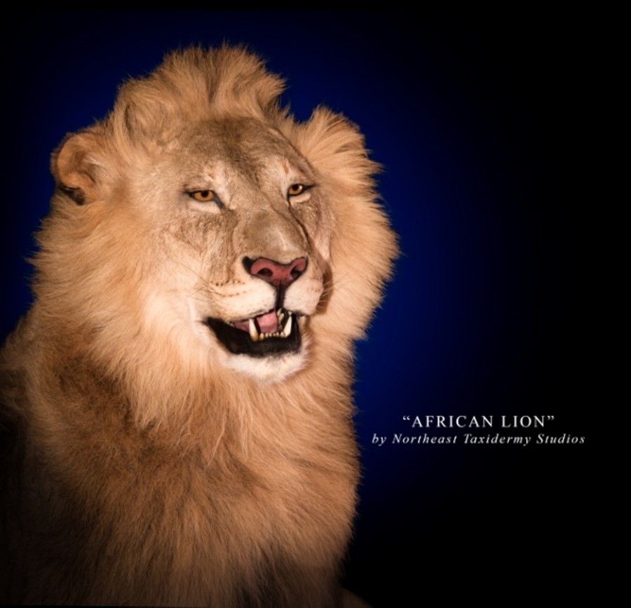African Lion Mounts.