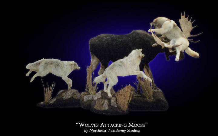 Wolves Attacking Moose