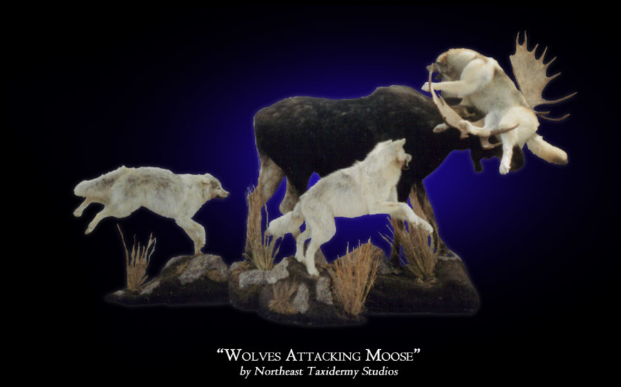 Wolves Attacking Moose Mounts.