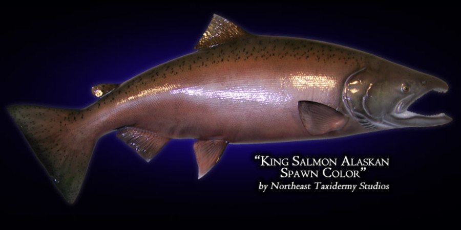 King Salmon Mounts.
