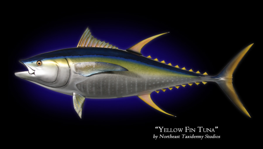 Yellowfin Tuna Mounts.