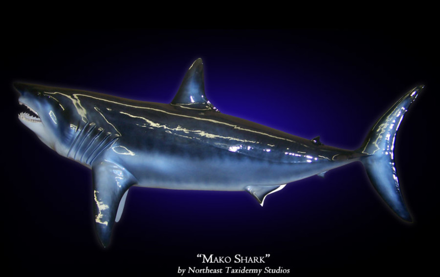 Mako Shark Mounts.