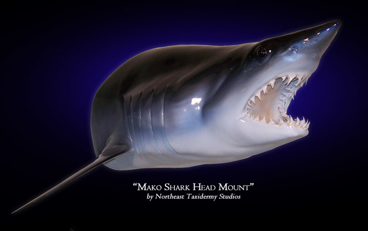 Mako Shark Head