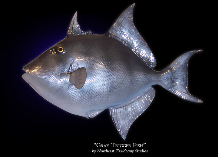 Gray Trigger Fish