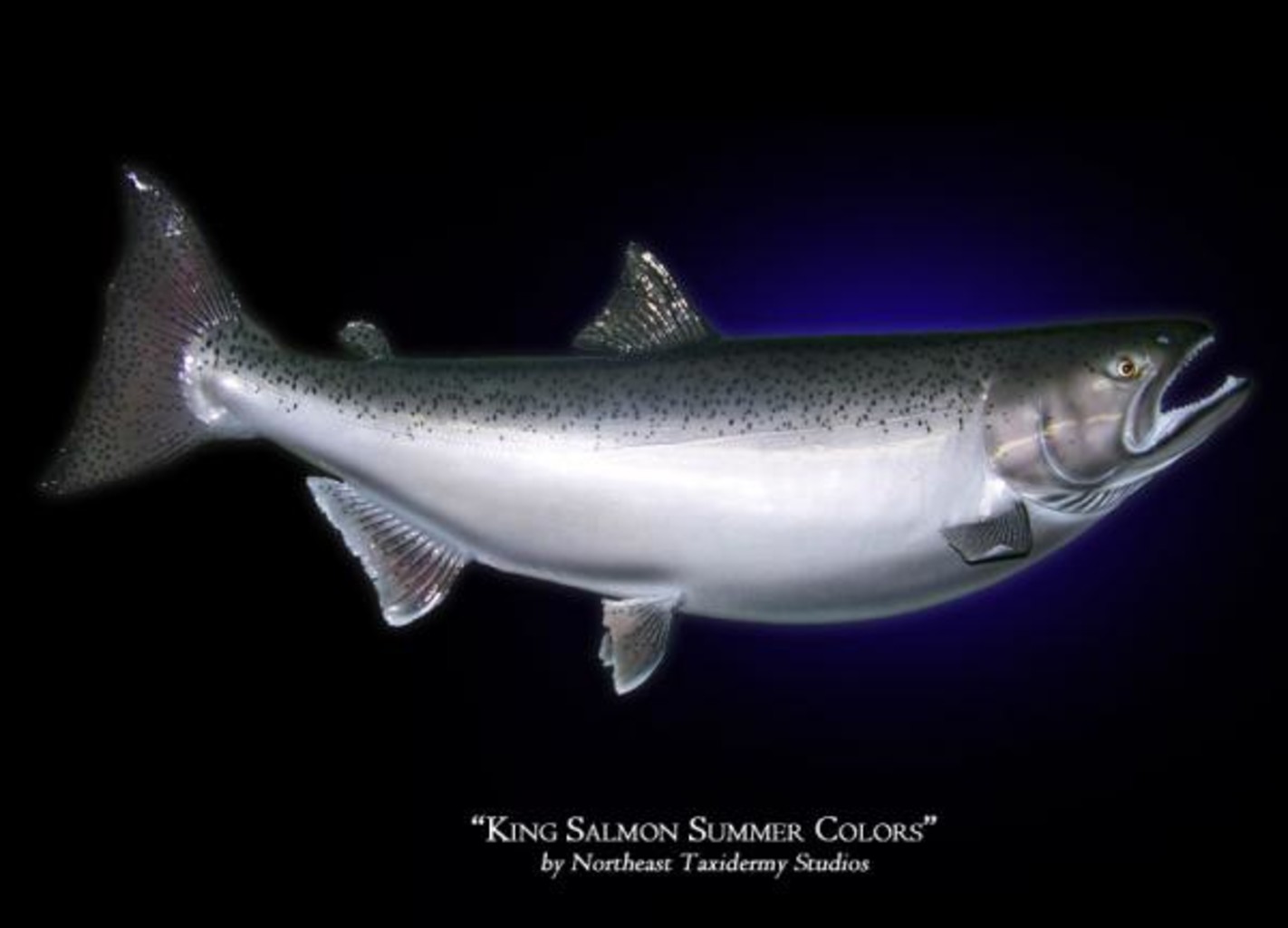 King Salmon Summer Colors Mounts (Fish Mounts) by Northeast Taxidermy