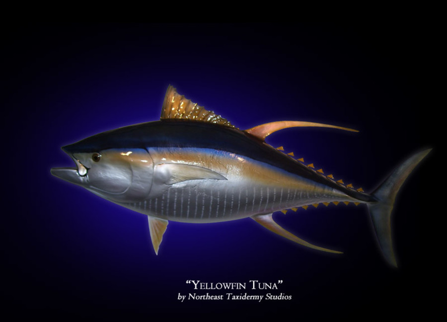 Yellowfin Tuna Mounts.