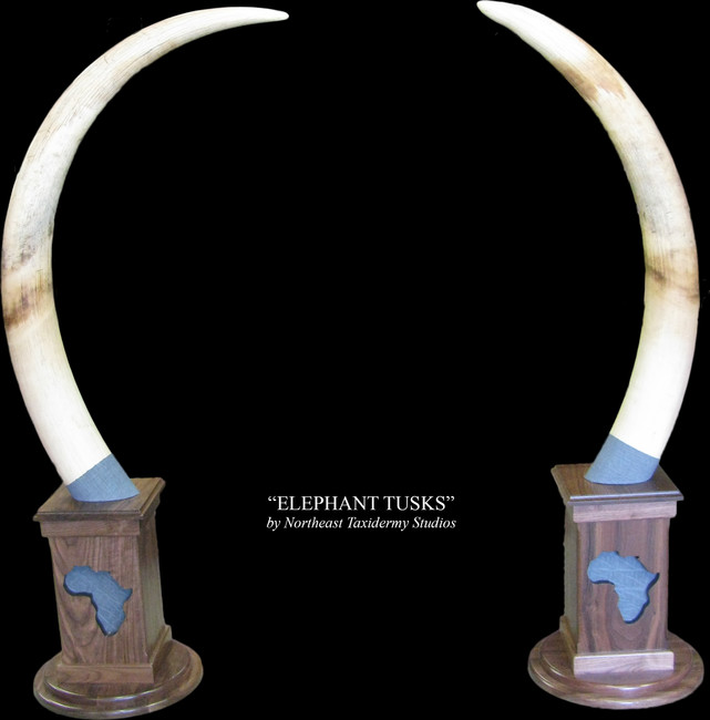 Elephant Tusks