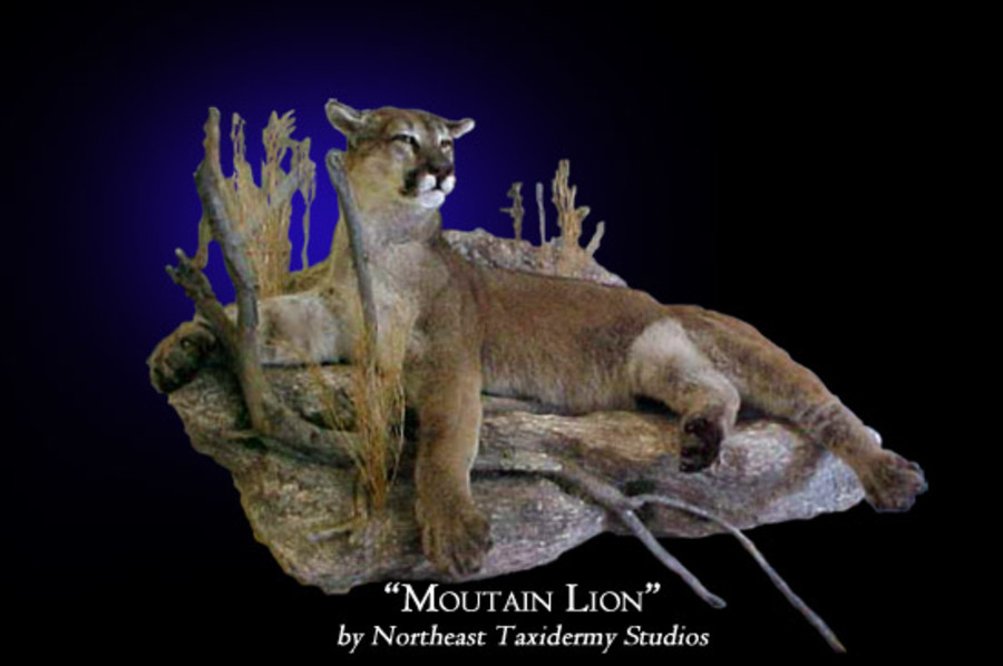 Mountain Lion Mounts.