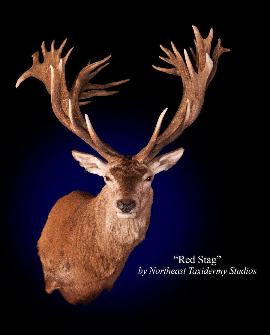Red Stag Mounts.