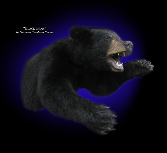 Half Body Black Bear