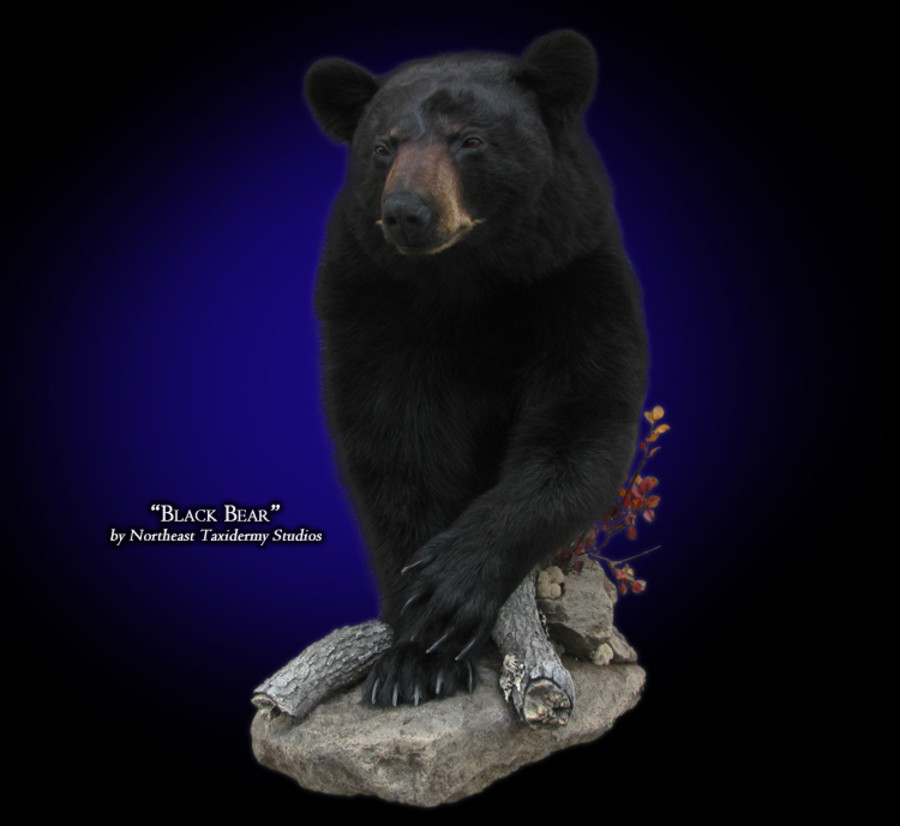 Half Body Black Bear Mounts.