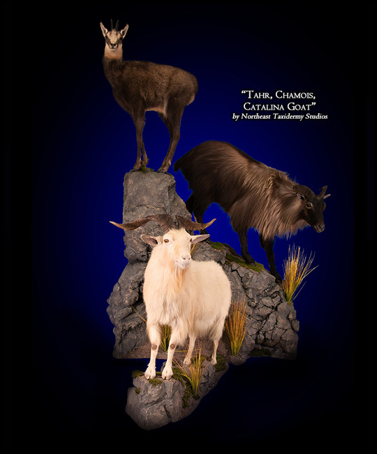 Tahr, Chamois, Catalina Goat