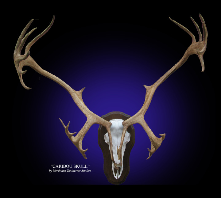 Caribou European Skull
