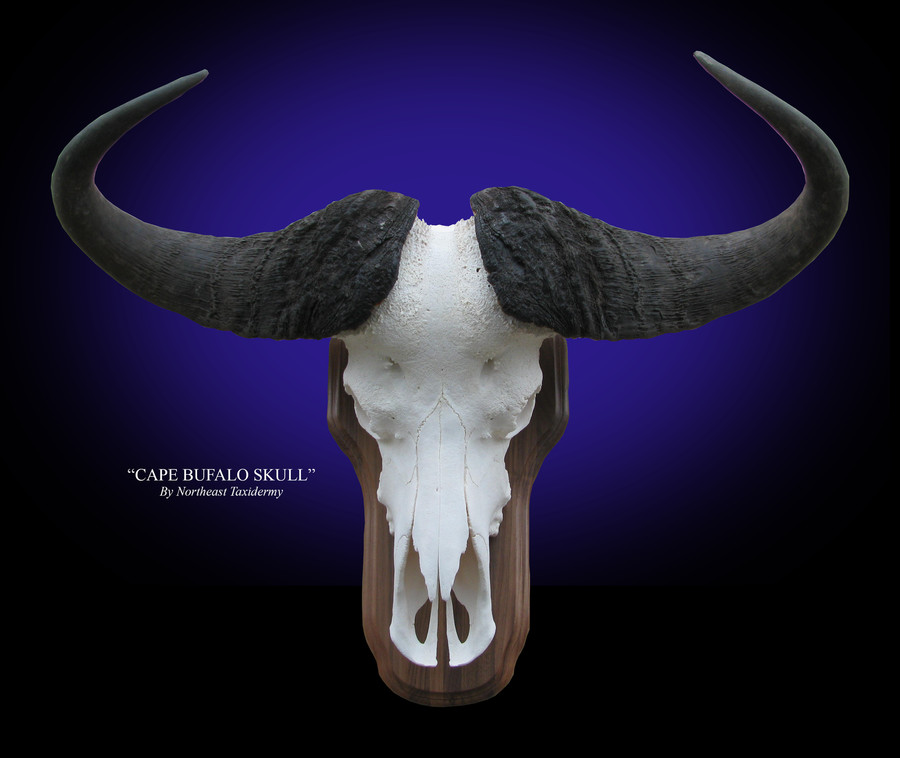 Cape Buffalo European Skull Mounts.