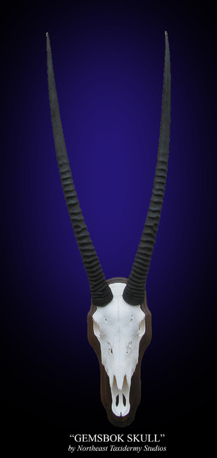 Gemsbok European Skull