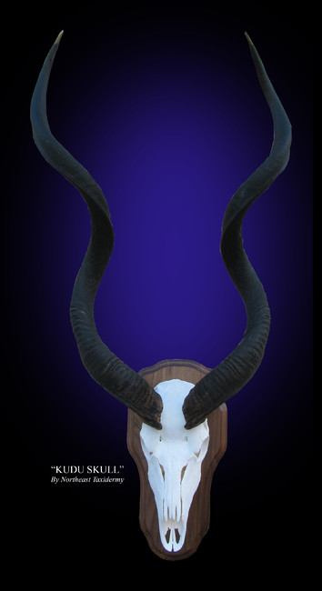 Kudu European Skull