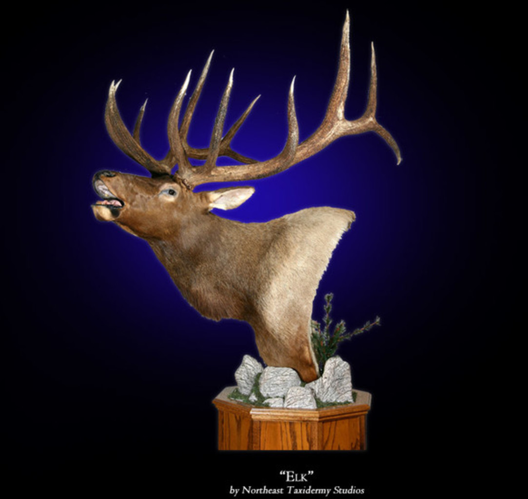 Elk Mount, Mounted Elk Taxidermy