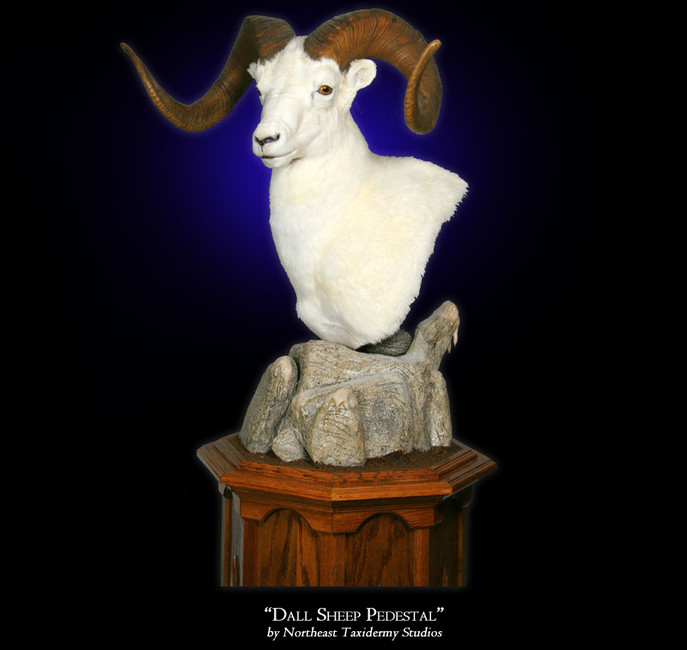 Dall Sheep Pedestal