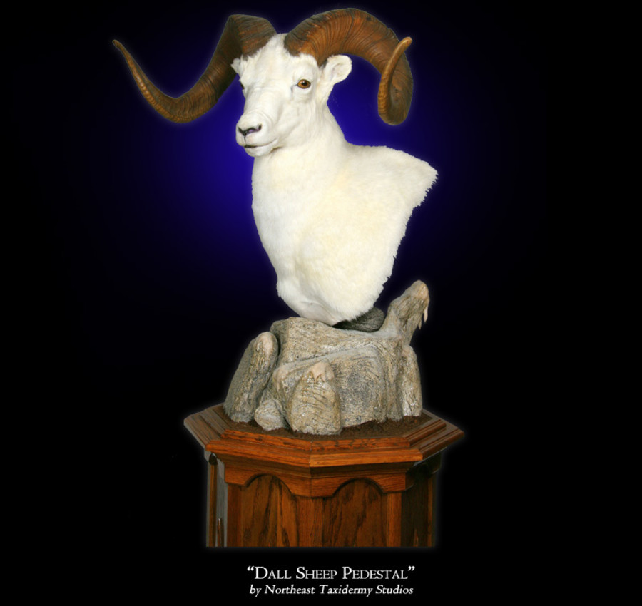 Dall Sheep Pedestal Mounts.