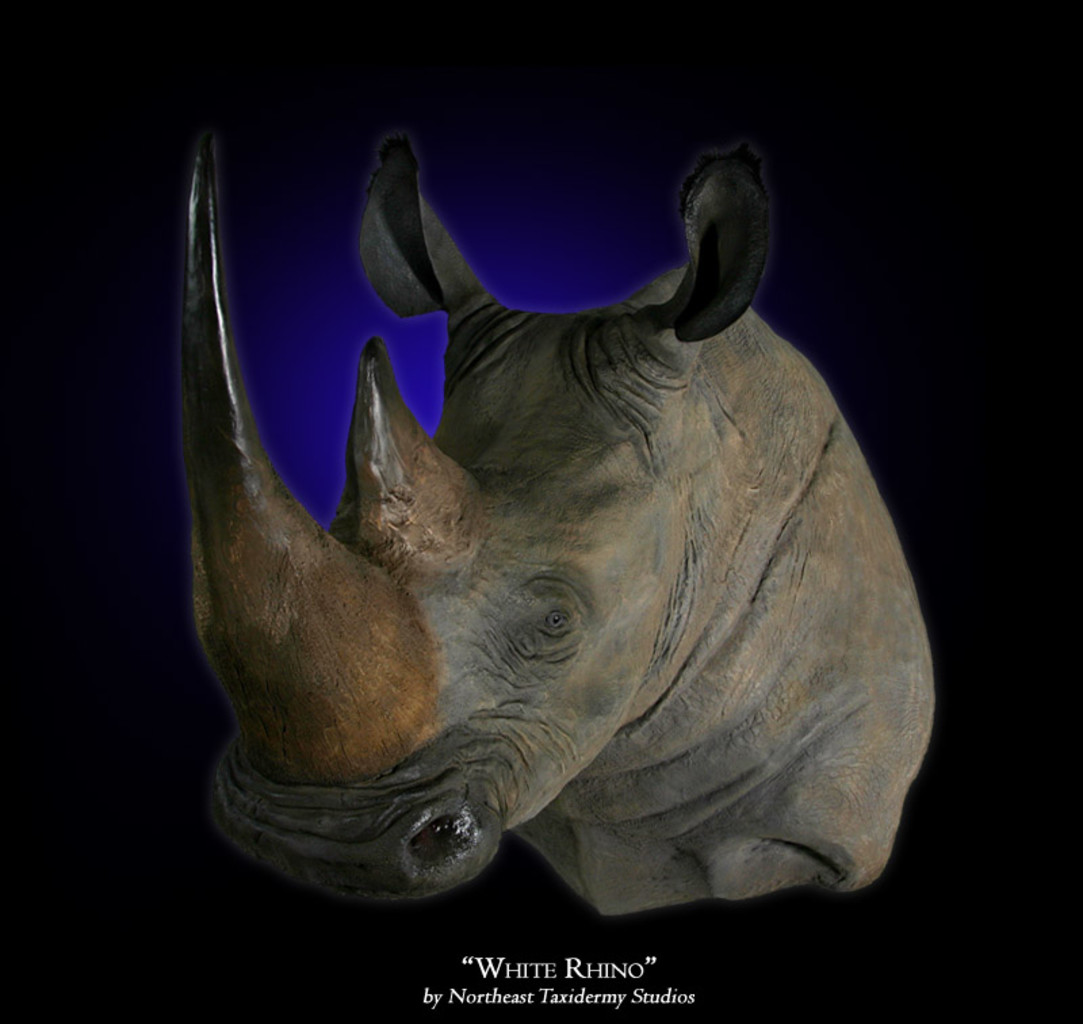 White Rhino Mount, White Rhino Taxidermy