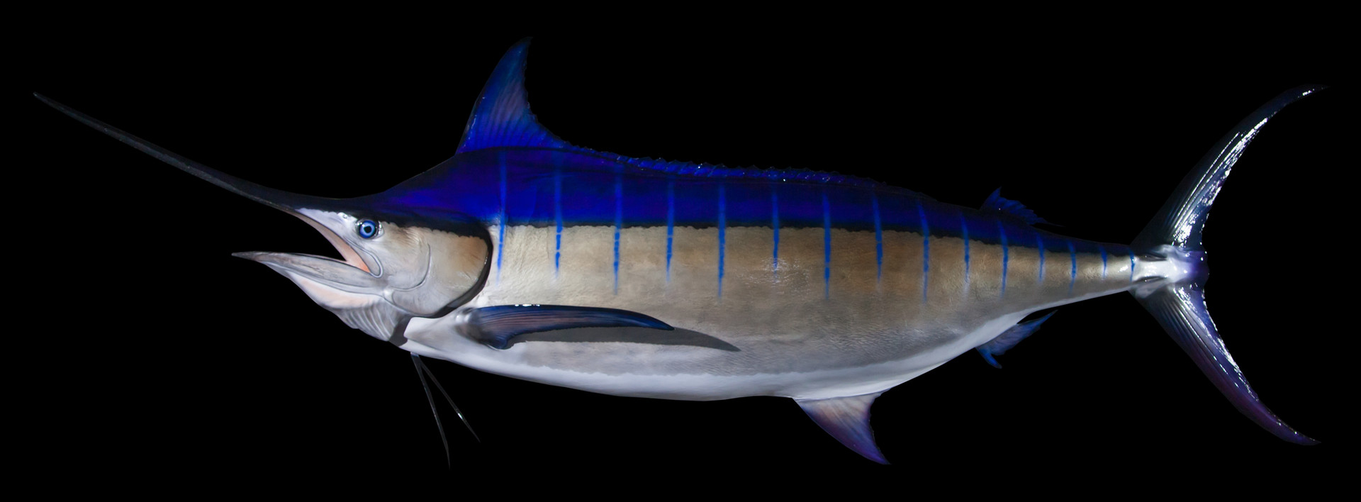 Blue Marlin Mounts (Fish Mounts) by Northeast Taxidermy