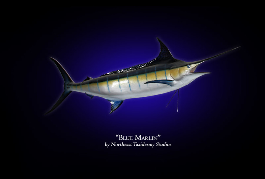  Blue Marlin Mounts.