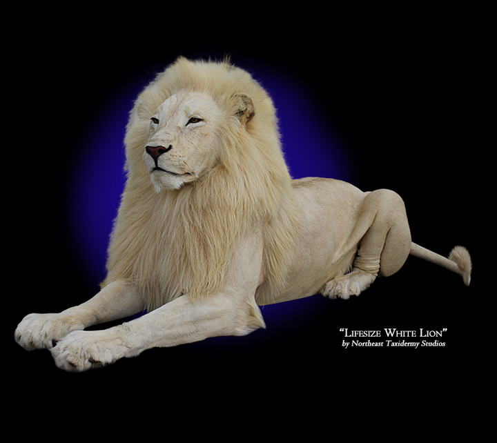 Lifesize White Lion