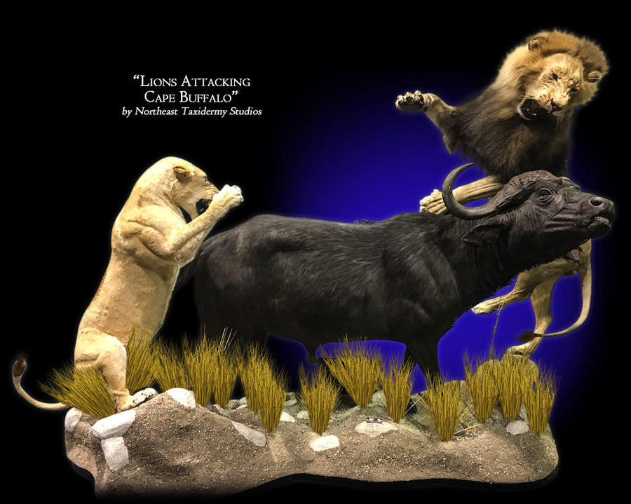 Lion Attacking Cape Buffalo Mounts.