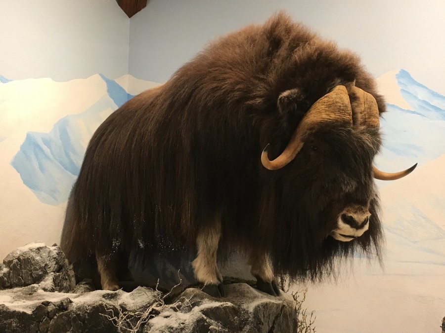 Musk Ox Mount, Mounted Musk Ox Taxidermy